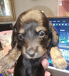 PUREBRED MALE DACHSHUND PUPPY