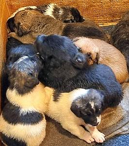 CAREYWOOD FARM PUPPIES 