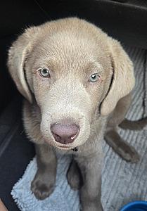 SILVER LAB PUPPY