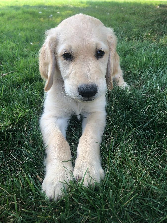 AKC GOLDEN RETRIEVER PUPPIES