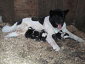 AKC AMERICAN AKITA PUPPIES