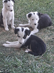 BORDER COLLIE PUPPIES