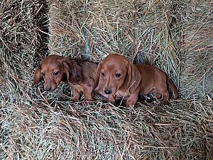 MINI DACHSHUND PUPPIES 