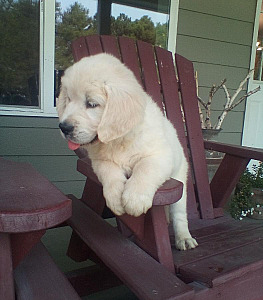 AKC ENGLISH CREAM GOLDEN RETRIEVER PUPPIES