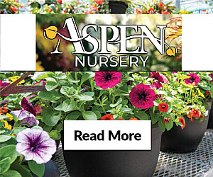 JAPANESE MAPLE TREES - 50% OFF