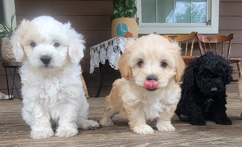 ADORABLE MALTESE POODLE MIX PUPPIES