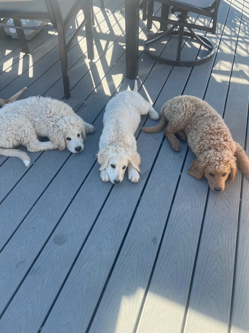 GOLDENDOODLE PUPPIES