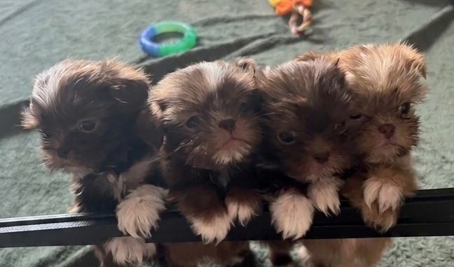 RARE CHOCOLATE & LILAC IMPERIAL SHIH TZU PUPPIES