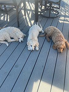 GOLDENDOODLE PUPPIES