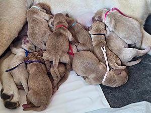 AKC LABRADOR RETRIEVER PUPPIES