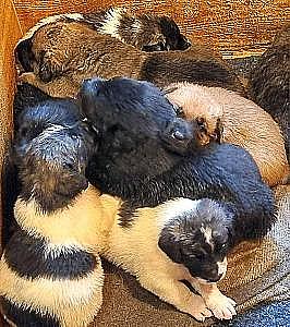 CAREYWOOD FARM PUPPIES 