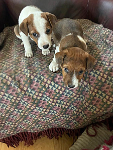 JACK RUSSELL PUPPIES 