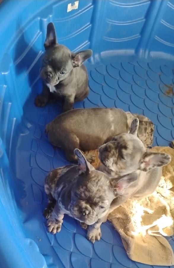FRENCH BULLDOG PUPPIES