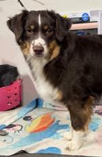 AKC MINIATURE AMERICAN SHEPHERDS