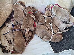 AKC LABRADOR RETRIEVER PUPPIES