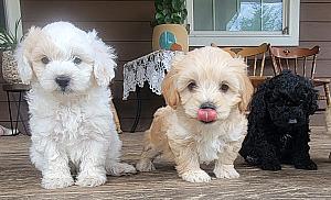 ADORABLE MALTESE POODLE MIX PUPPIES