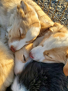 BORDER COLLIE PUPPIES