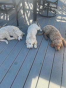 GOLDENDOODLE PUPPIES