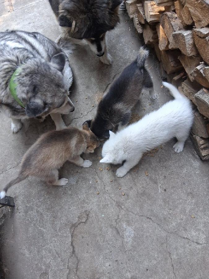 WOLF/ HUSKY PUPPIES