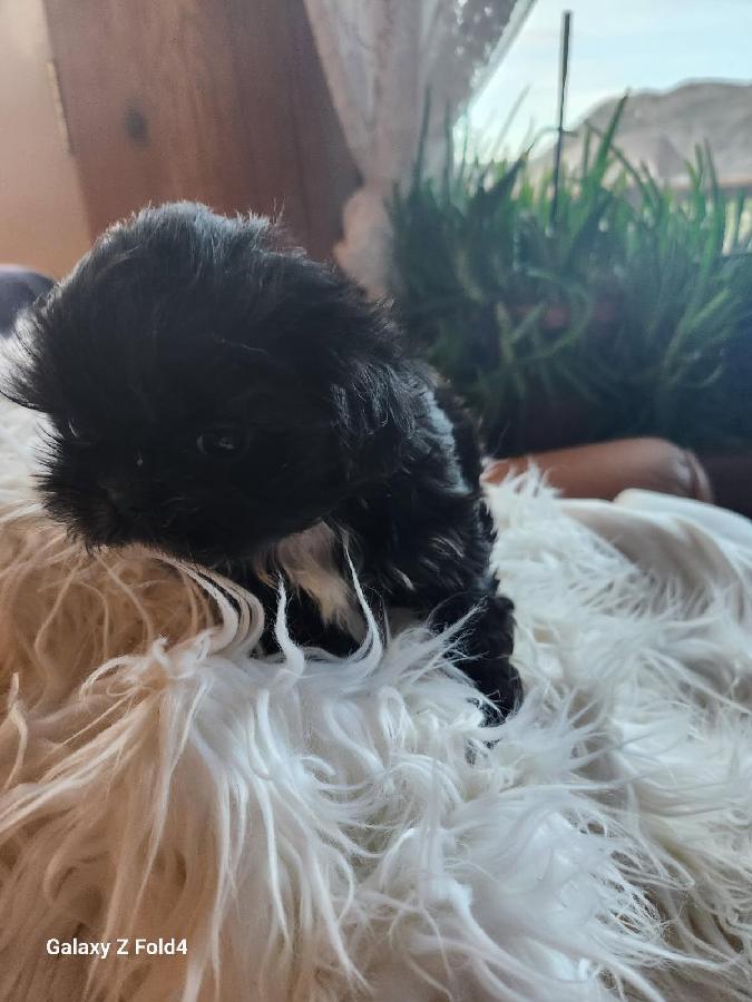 AKC IMPERIAL SHIH TZU PUPPIES