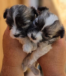 MALTESE HAVANESE PUPPIES