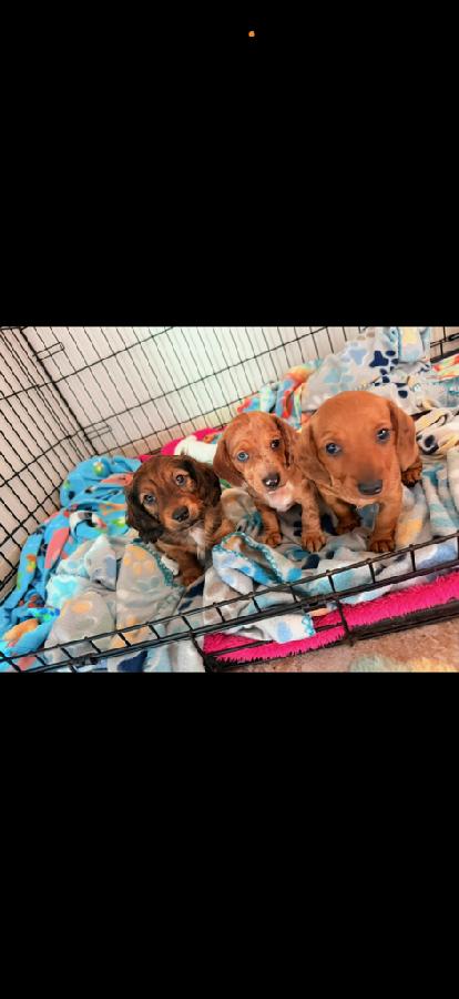 DACHSHUND PUPPIES 