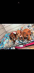 DACHSHUND PUPPIES 