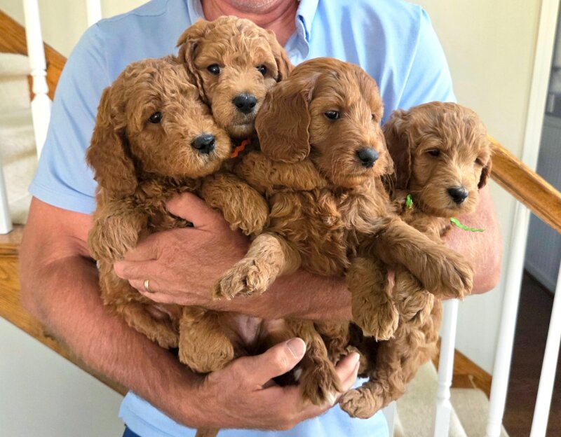 ENGLISH CREAM GOLDENDOODLE PUPPIES 