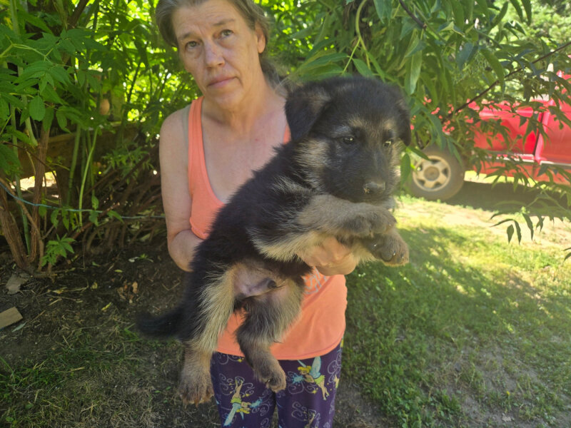 3/4 GERMAN SHEPHERD/ 1/4 BORDER COLLIE PUPPIES 