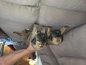 GLADIATOR MASTIFF PUPPIES ARE HERE!