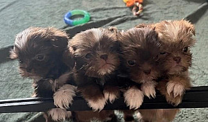 RARE CHOCOLATE & LILAC IMPERIAL SHIH TZU PUPPIES