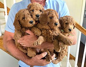 BEAUTIFUL ENGLISH CREAM GOLDENDOODLE PUPPIES 