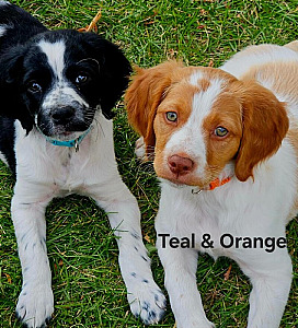 AKC BRITTANY PUPPIES
