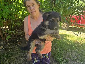 3/4 GERMAN SHEPHERD/ 1/4 BORDER COLLIE PUPPIES 