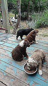 STANDARD AUSTRALIAN SHEPHERD PUPPIES