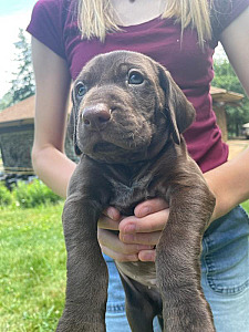 AKC REG. GERMAN SHORT HAIR POINTER PUPPIES