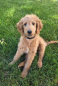 REHOMING SWEET 3 MONTH OLD GOLDENDOODLE 