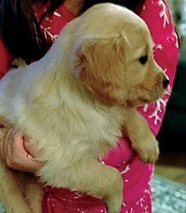 PUREBRED GOLDEN RETRIEVER PUPPIES, READY NOW!