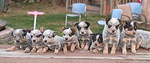 BEAUTIFUL HEELER PUPPIES 