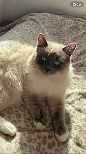$500 REWARD FOR LOST SIAMESE CAT