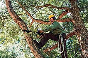 DM TREE SERVICES LLC