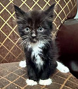 MAINE COON/ RAGDOLL MIX KITTENS