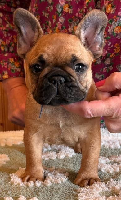 AKC FRENCH BULLDOG PUPPIES 