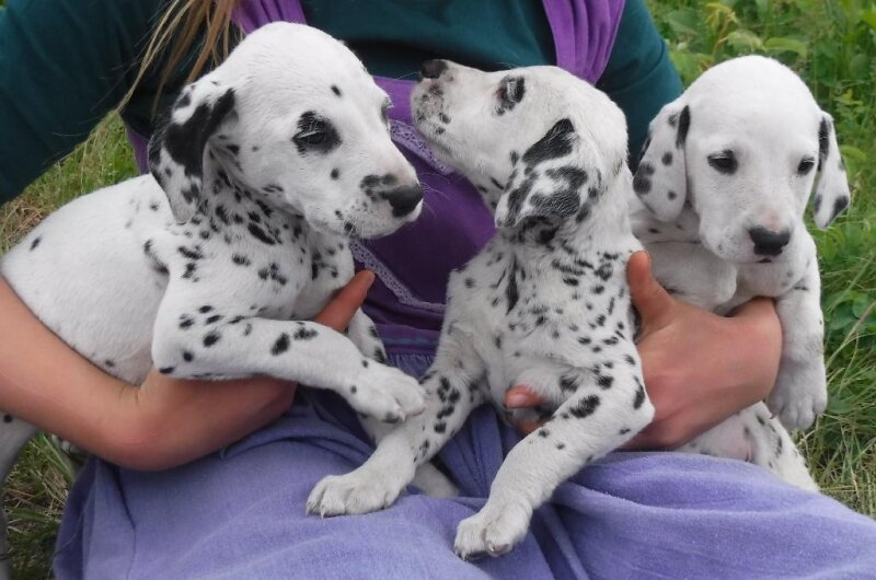 DALMATIAN PUPPY