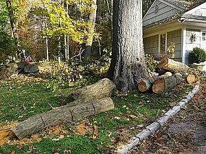 CALL US FOR TREE TRIMMING & DANGEROUS TREE REMOVAL