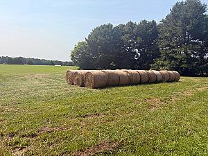 2024/ 2025 ALFALFA HAY