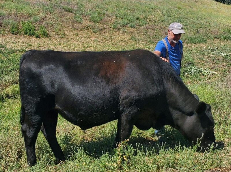 LIVESTOCK SALE 