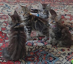 MAINE COON/ NORWEGIAN FOREST CAT KITTENS