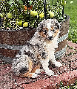 BEAUTIFUL TOY AUSSIES