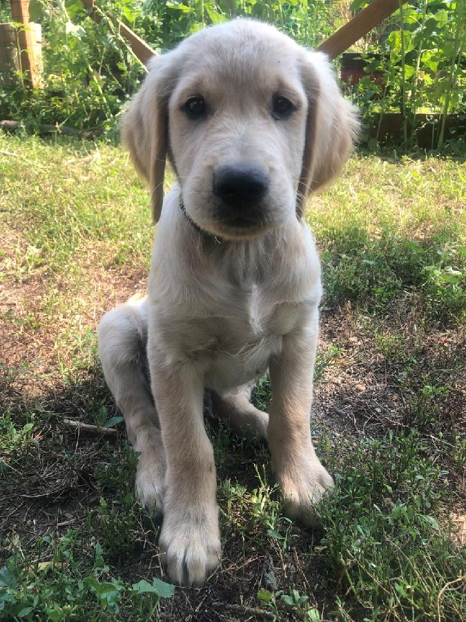 AKC REG. GOLDEN RETRIEVERS